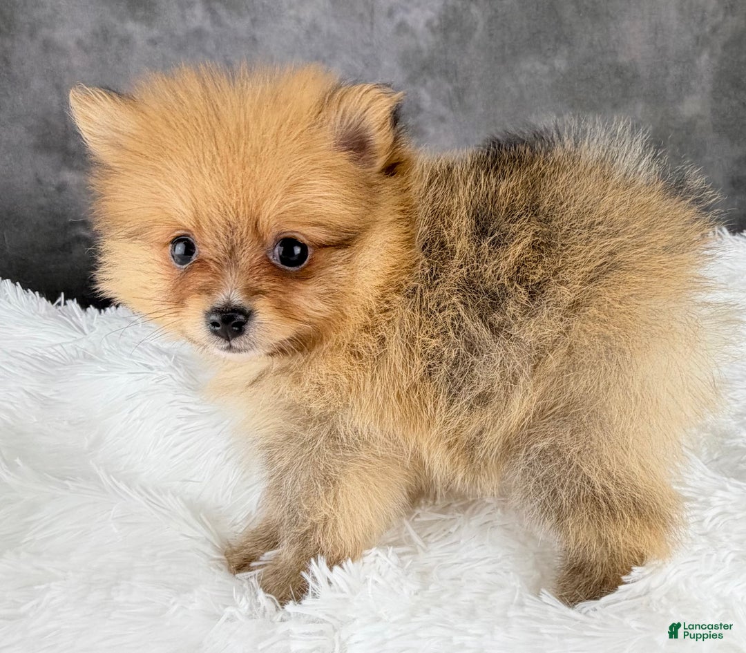 Pomeranian dogs for sale: Pomeranian Puppy 3 - Ad 5