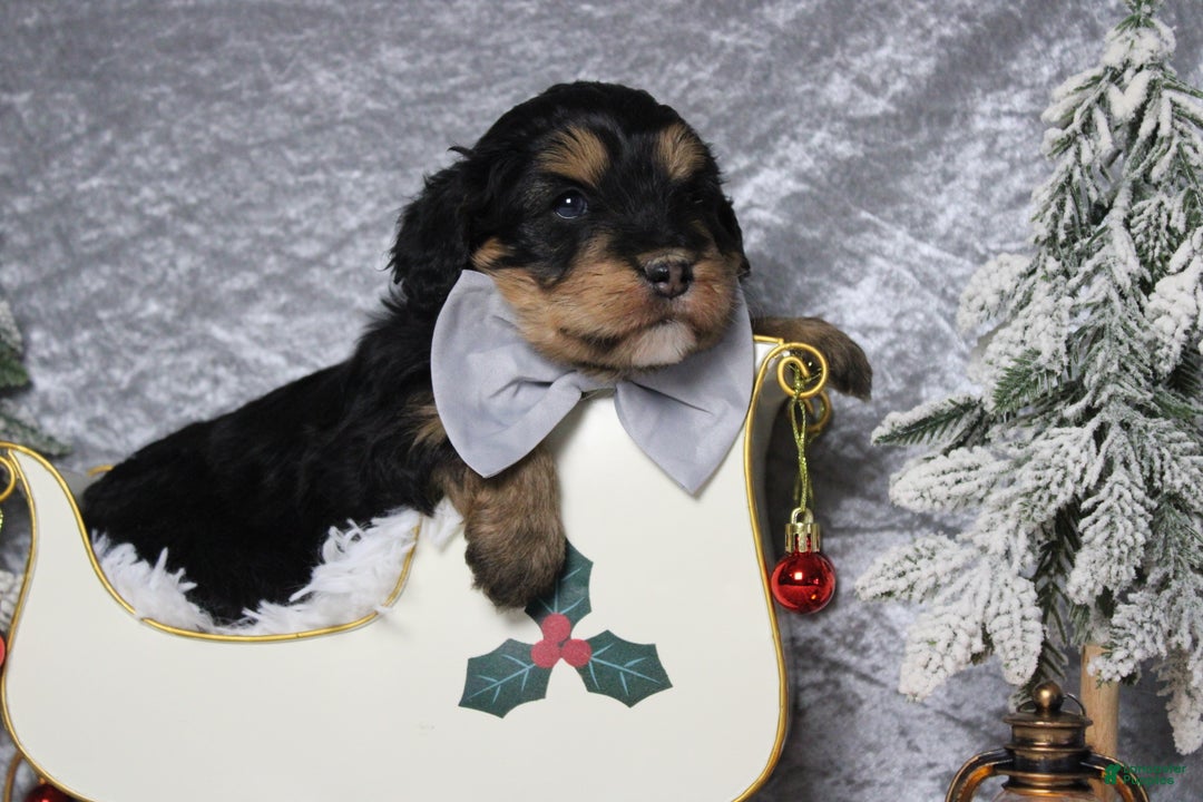 Aussiedoodle dogs for sale: Landon  - Ad 2