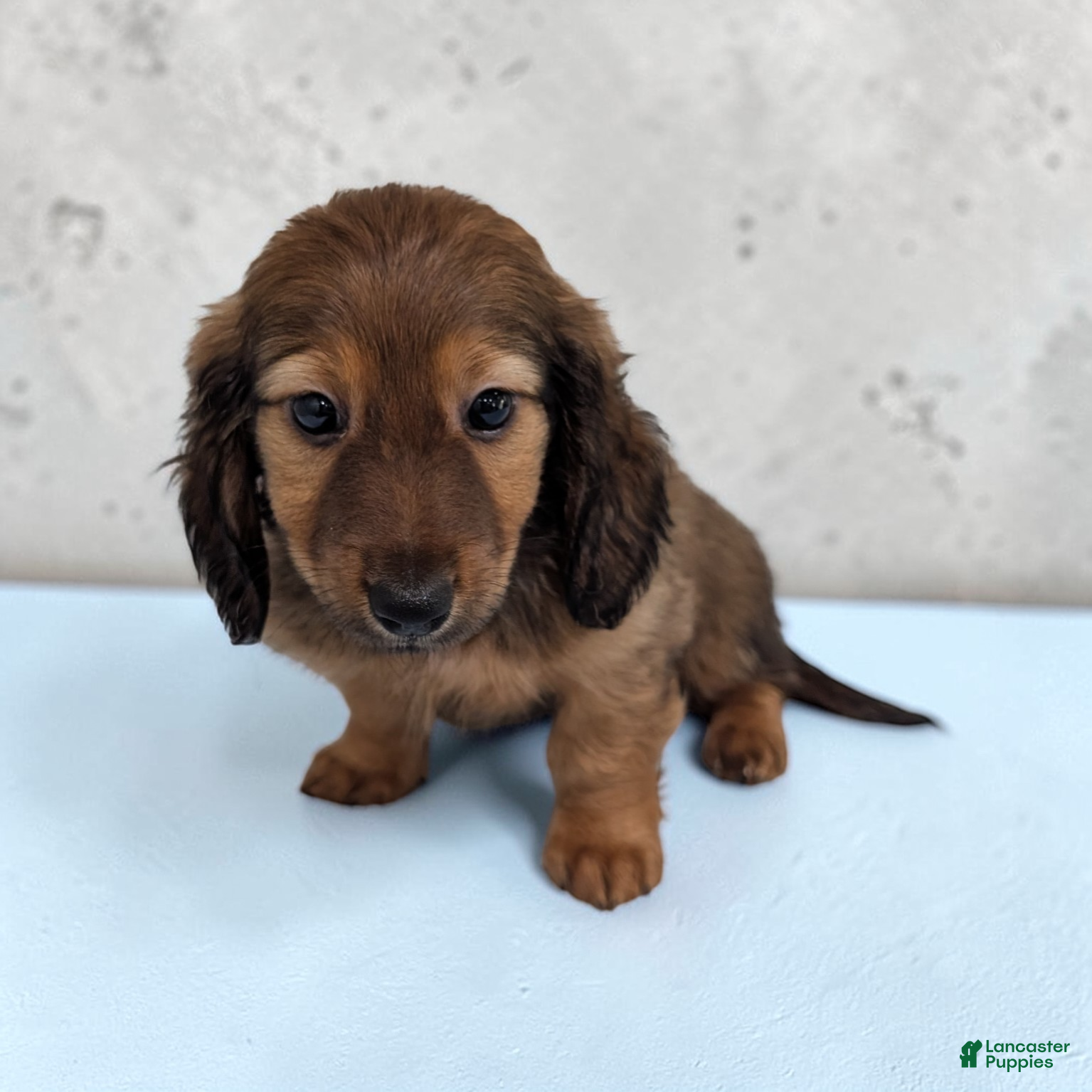 Dachshund dogs Ace - Ad 2