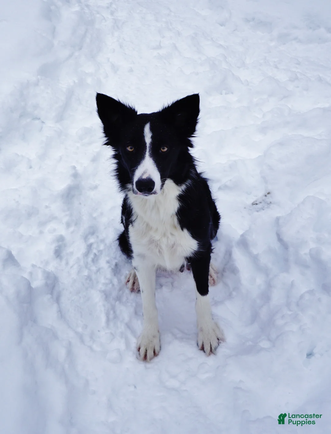 Border Collie dogs for sale: Winnie,   Puppy 2 - Ad 7