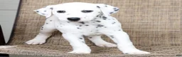 Dalmatian dogs for sale: Tasha - Ad 8