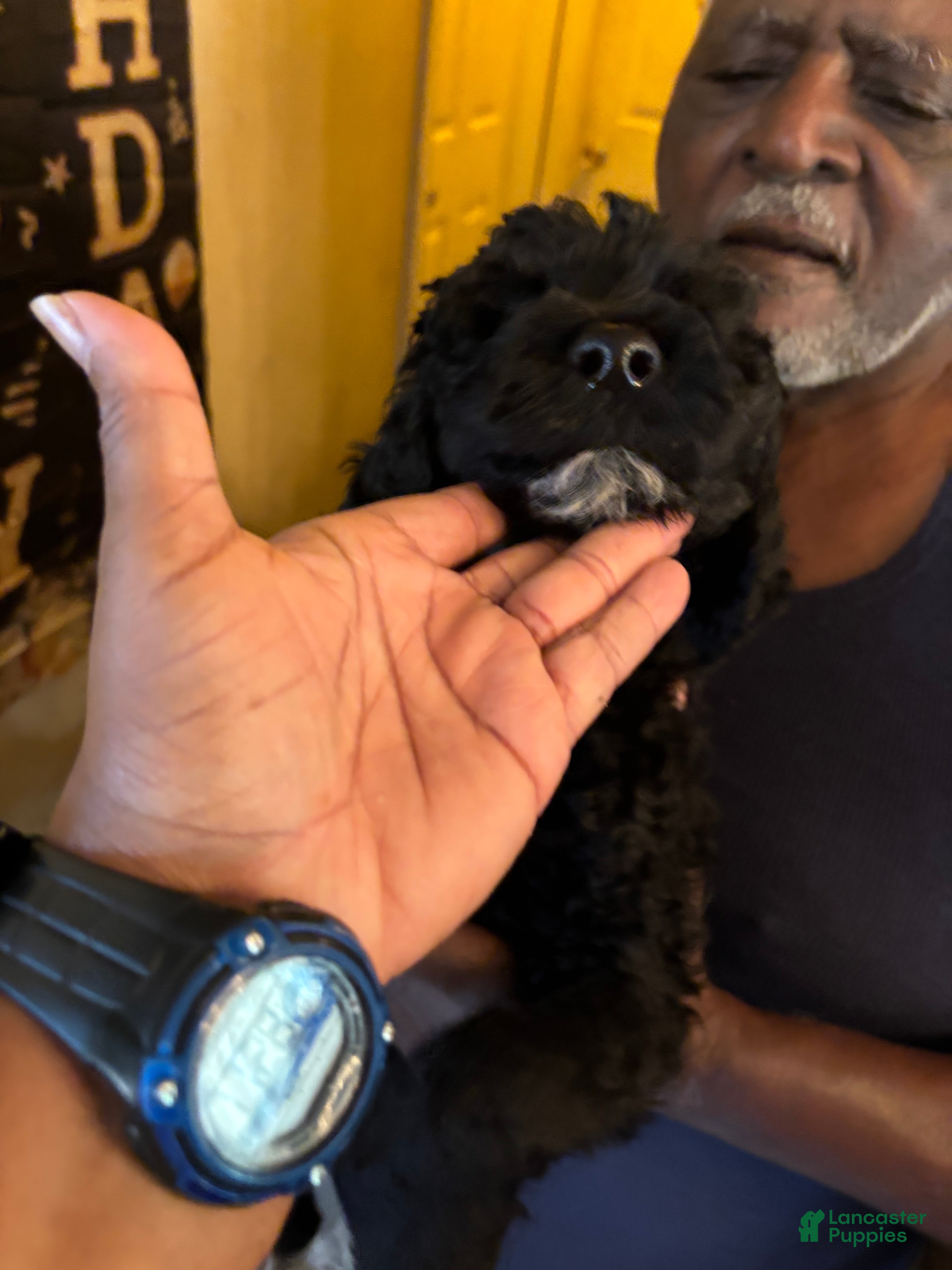 Labradoodle dogs Topez - Ad 25