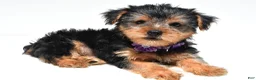 Yorkshire Terrier dogs for sale: Brooklyn - Ad 1