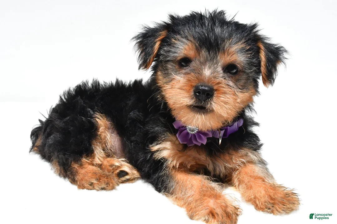 Yorkshire Terrier dogs for sale: Brooklyn - Ad 1