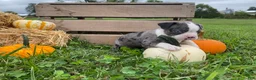 Boston Terrier dogs for sale: Macy - Ad 6