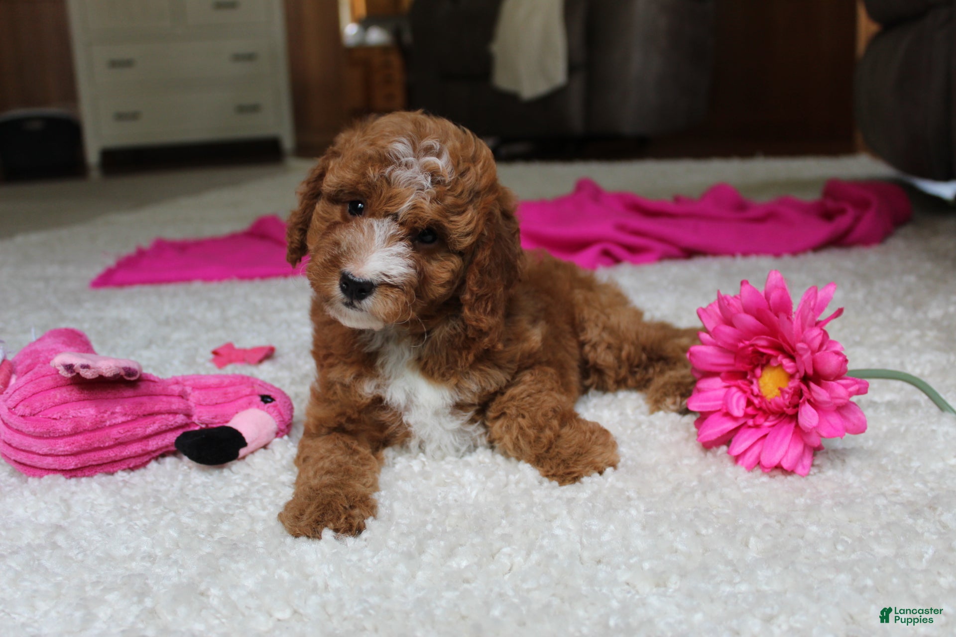 Cavapoochon dogs Millie - Ad 1