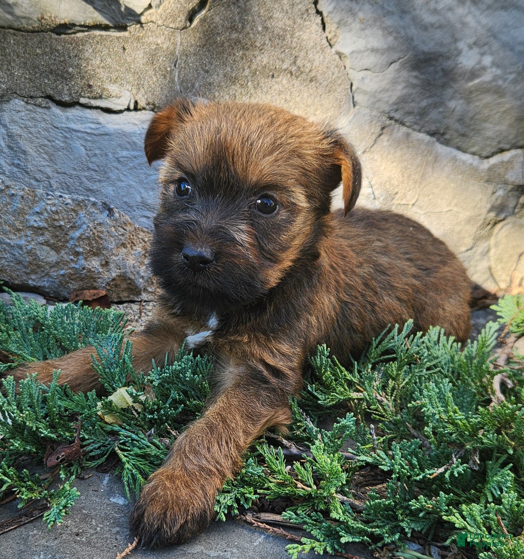 Mixed Breed dogs for sale: Bonnie - Ad 1