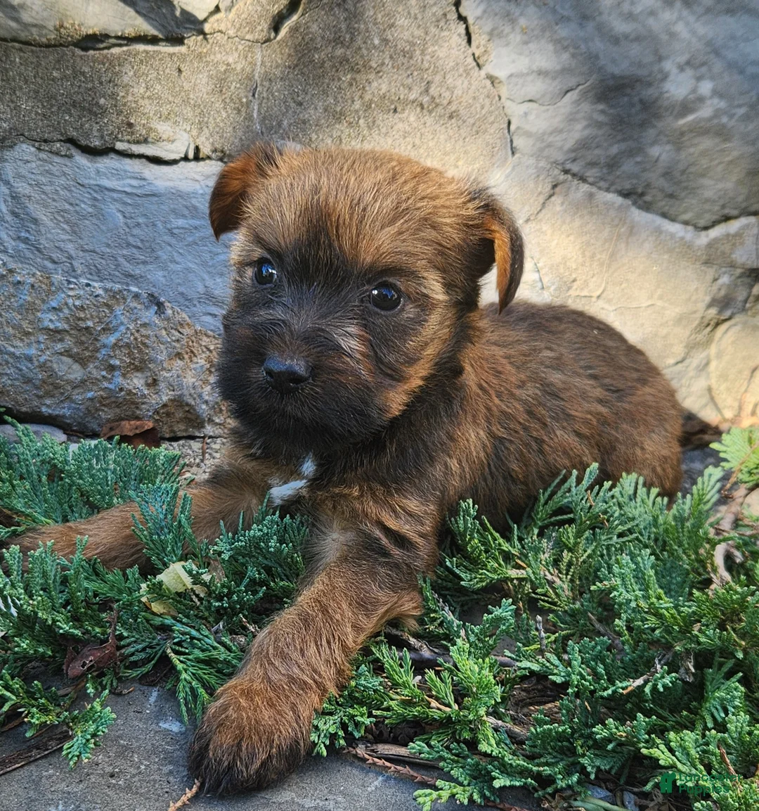 Mixed Breed dogs for sale: Bonnie - Ad 1