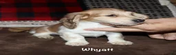 Miniature Dachshund dogs for sale: Whyatt - Ad 3
