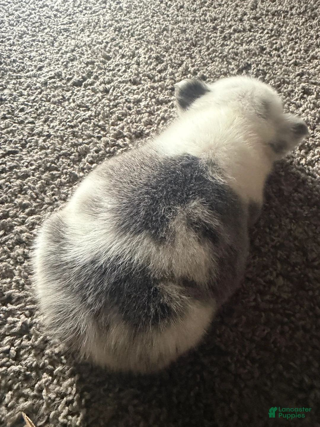 French Bulldog dogs for sale: French Bulldog 1 - Ad 2