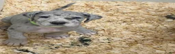 Great Dane dogs for sale: Savannah - Ad 3