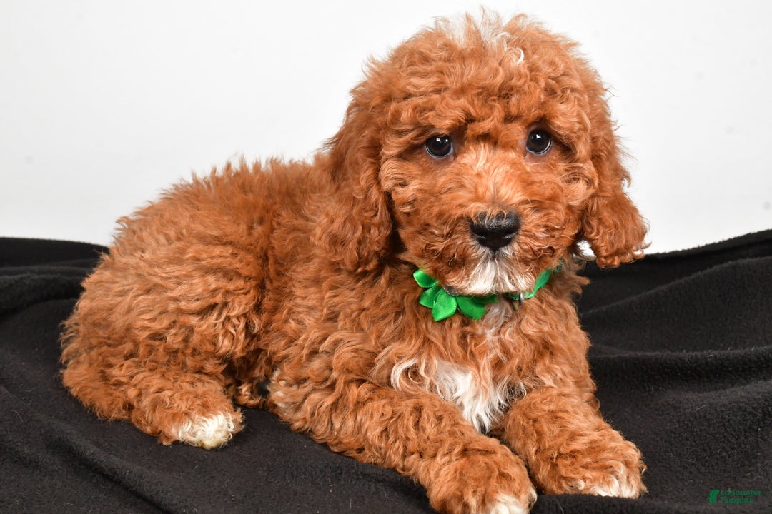 Cavapoo dogs for sale: Shadow - Ad 4