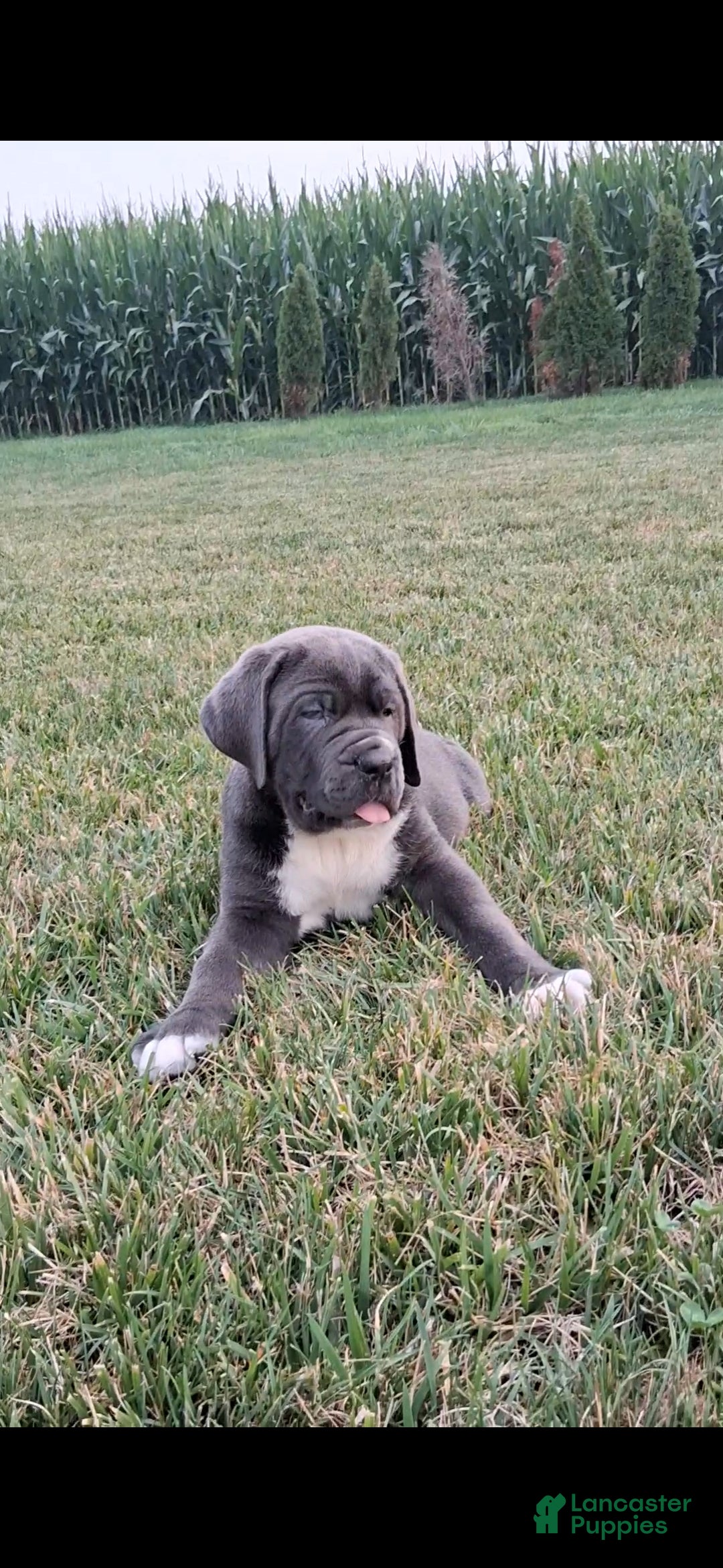 Cane Corso dogs Champ - Ad 2