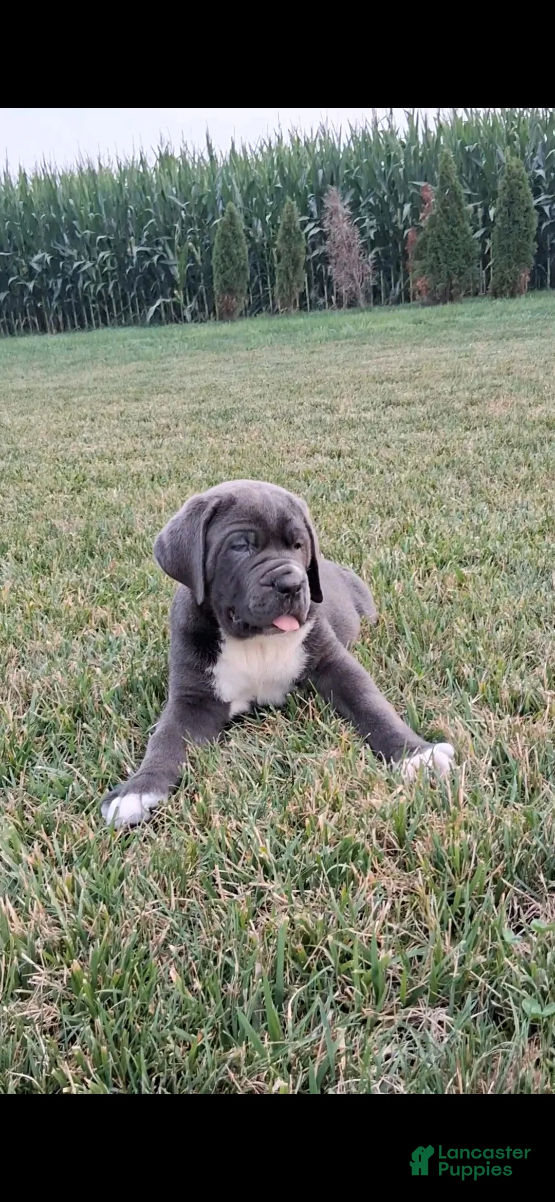 Cane Corso dogs for sale: Champ - Ad 2