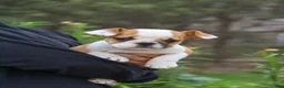 Beabull dogs for sale: Otis - Ad 8