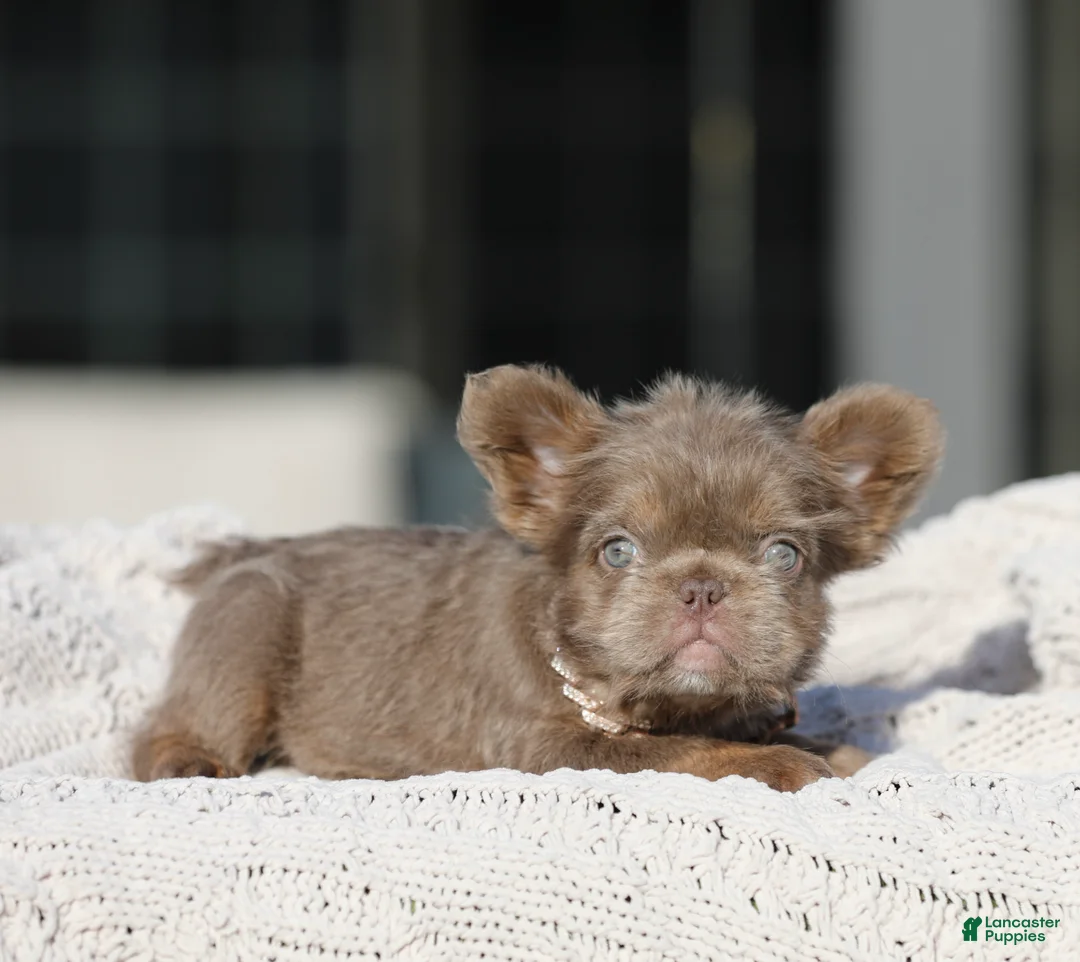 French Bulldog dogs for sale: French Bulldog Puppy 2 - Ad 1