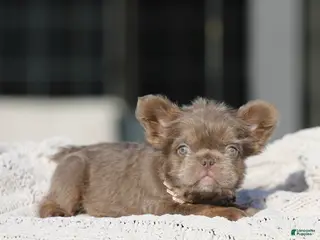 French Bulldog dogs French Bulldog Puppy 2 - Ad 18