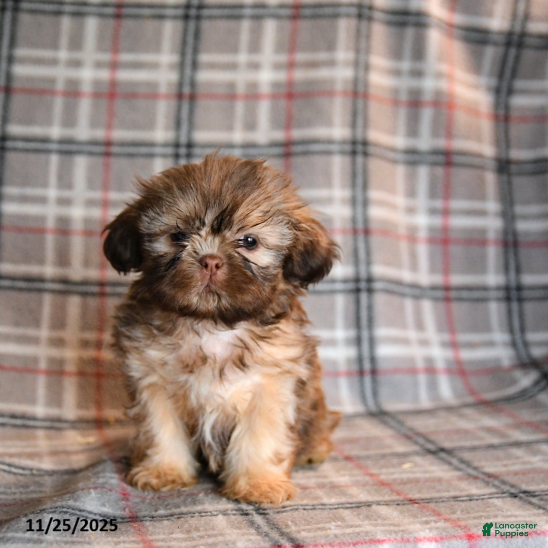 Shih Tzu dogs for sale: Cody - Ad 1