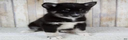 Pomsky dogs for sale: Bruno - Ad 5