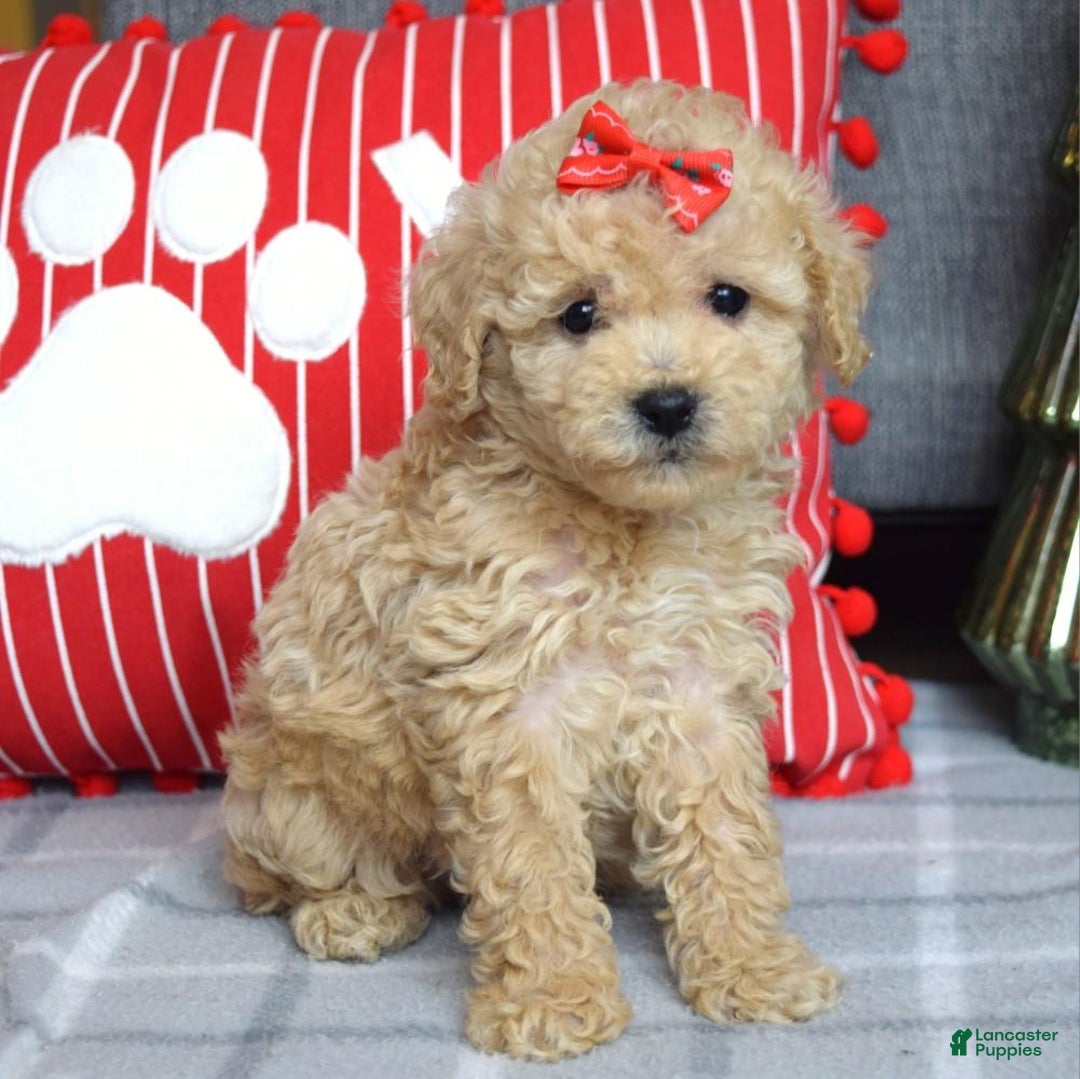 Miniature Poodle dogs for sale: Snowflake  - Ad 6