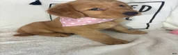 Golden Retriever dogs for sale: Butterscotch - Ad 2