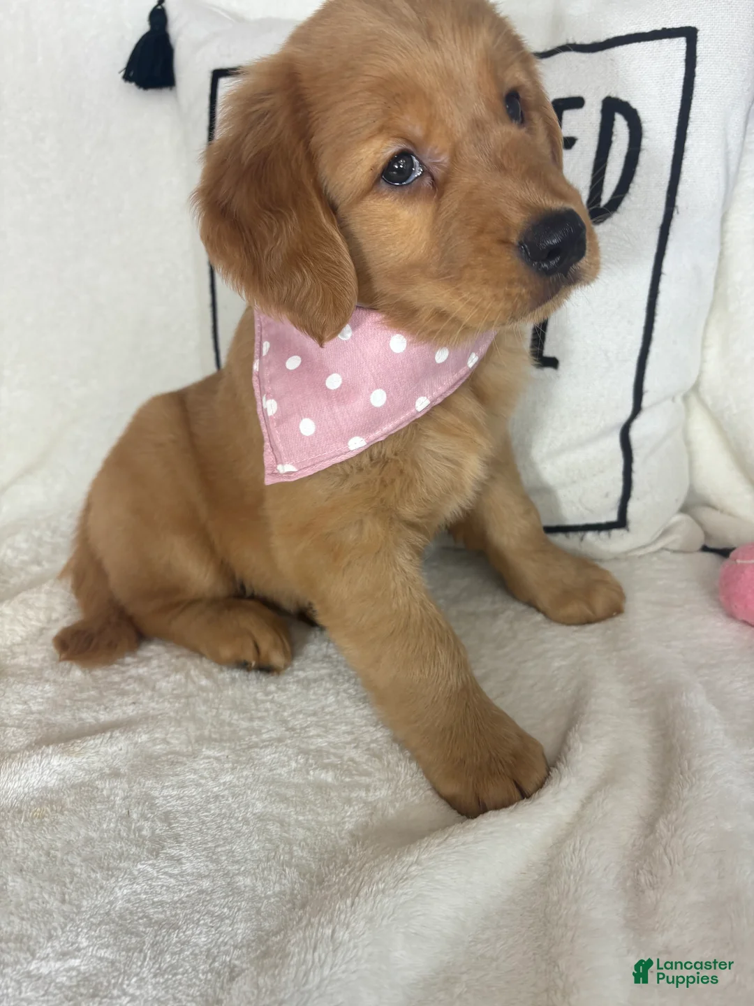 Golden Retriever dogs for sale: Butterscotch - Ad 2
