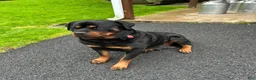 Rottweiler dogs for sale: Babs - Ad 4