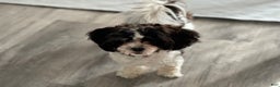 Shihpoo dogs for sale: Viki Victoria  - Ad 4