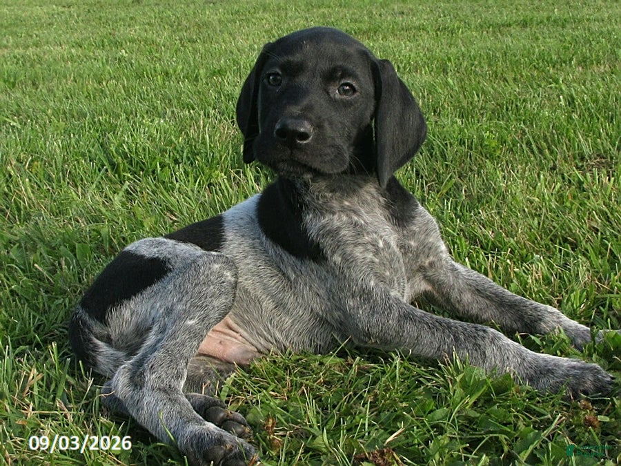 German Shorthaired Pointer dogs Hayden - Ad 2