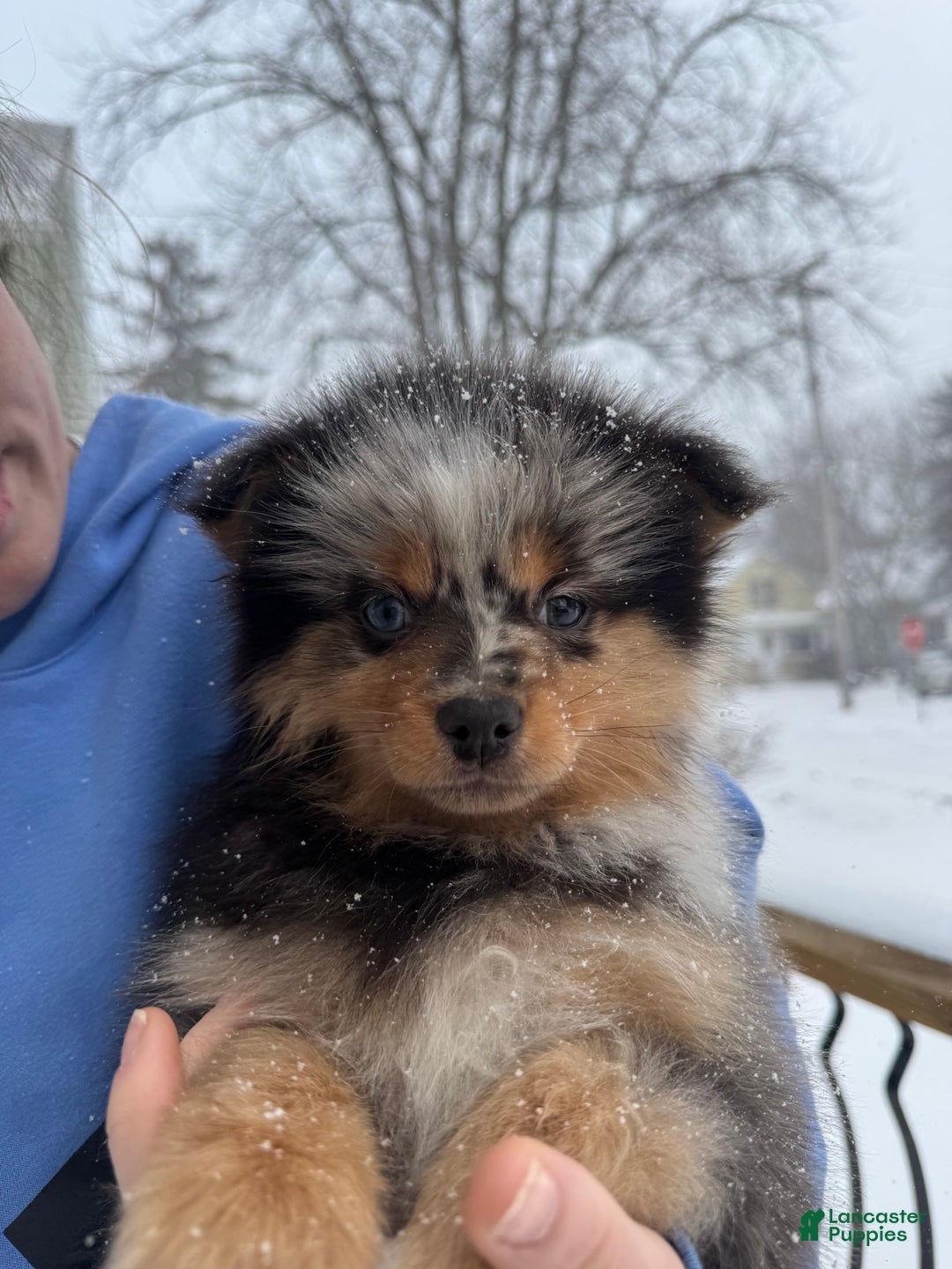 Pomsky dogs for sale: Buster - Ad 3
