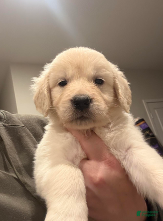 Golden Retriever dogs Tan girl - Ad 1