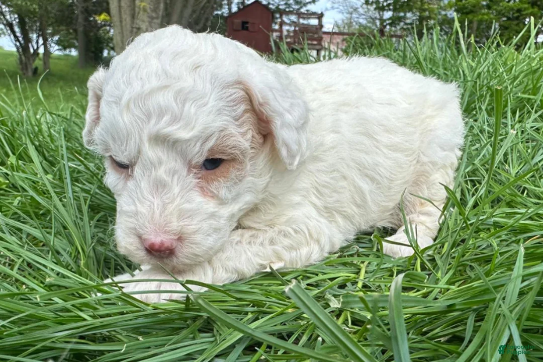 Mini Bernedoodle dogs for sale: Sugar - Ad 2
