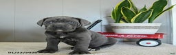 Cane Corso dogs for sale: Happy - Ad 5