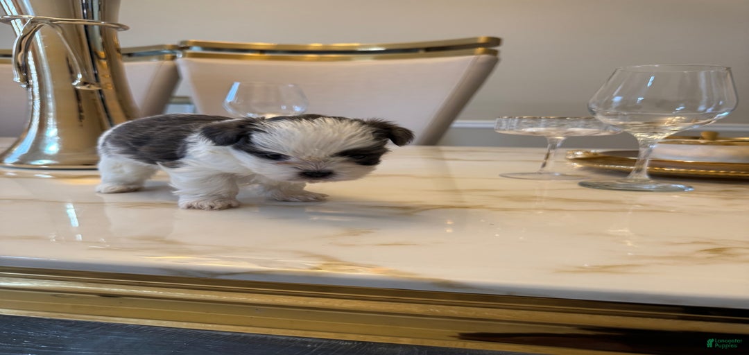 Gallery Image {{count}}