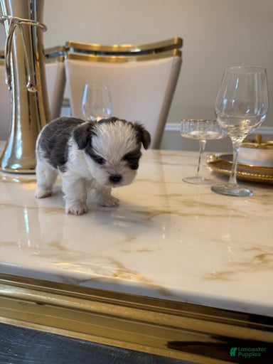 Gallery Image {{count}}