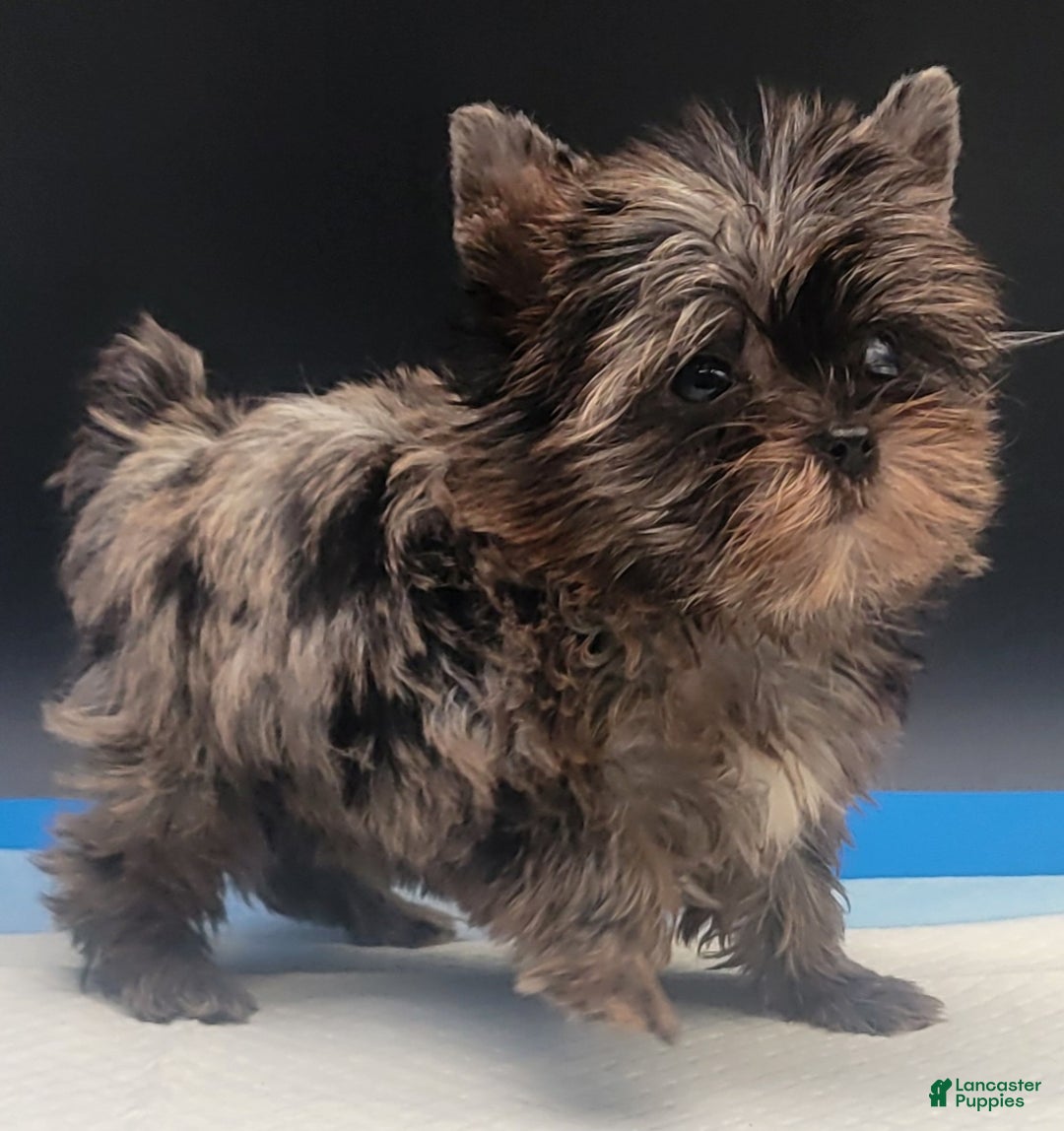 Yorkshire Terrier dogs for sale: Yorkshire Terrier Puppy 3 - Ad 1