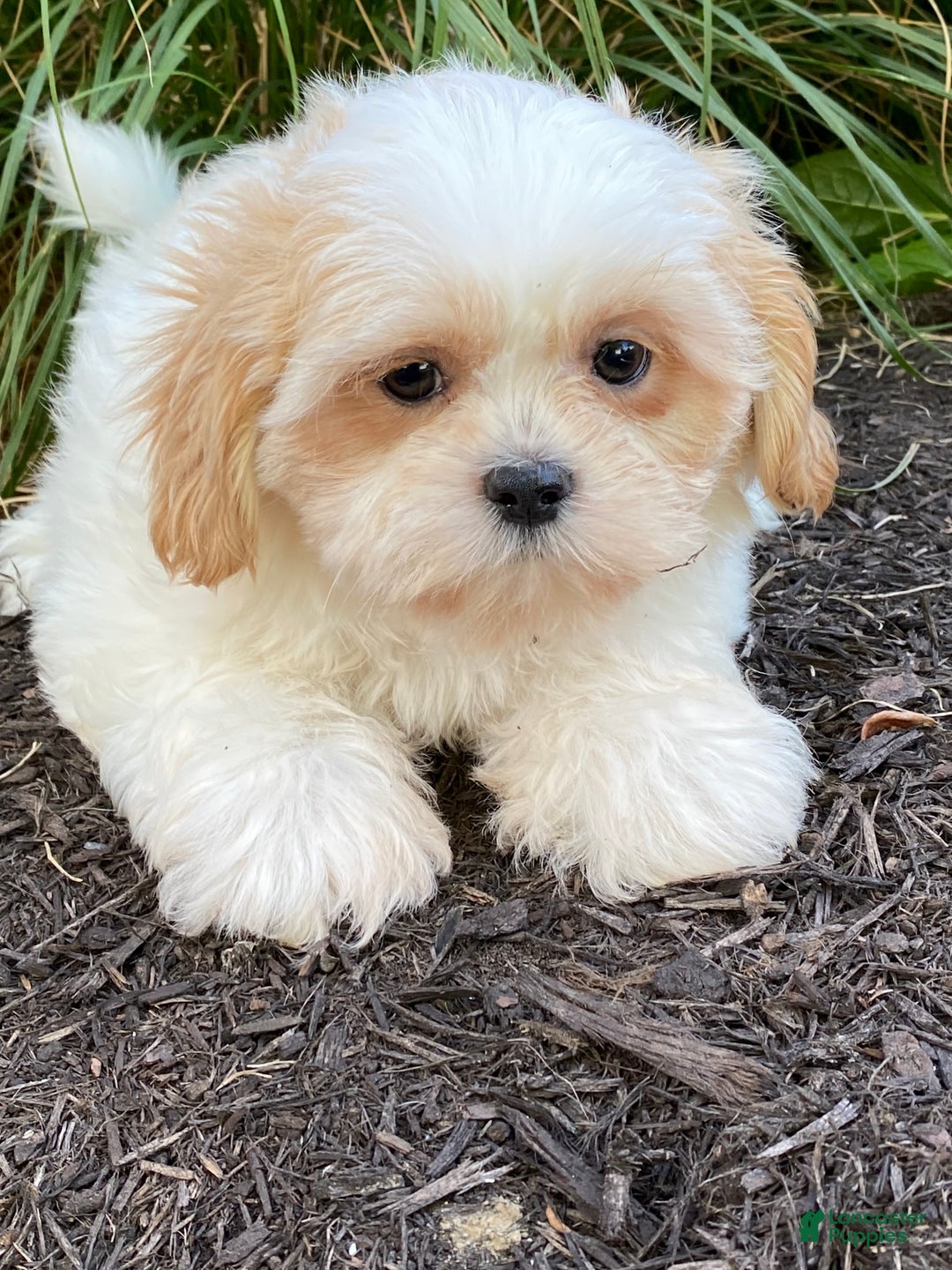 Shih Tzu dogs for sale: Skittles  - Ad 6