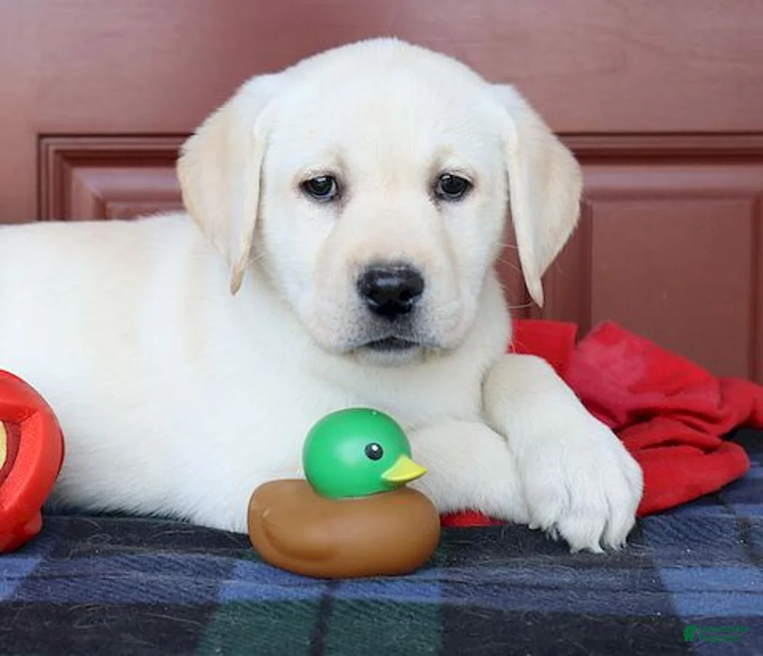 Labrador Retriever dogs for sale: Daisy - Ch lines -Special price - Ad 2