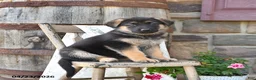 German Shepherd dogs for sale: Brin - Ad 4