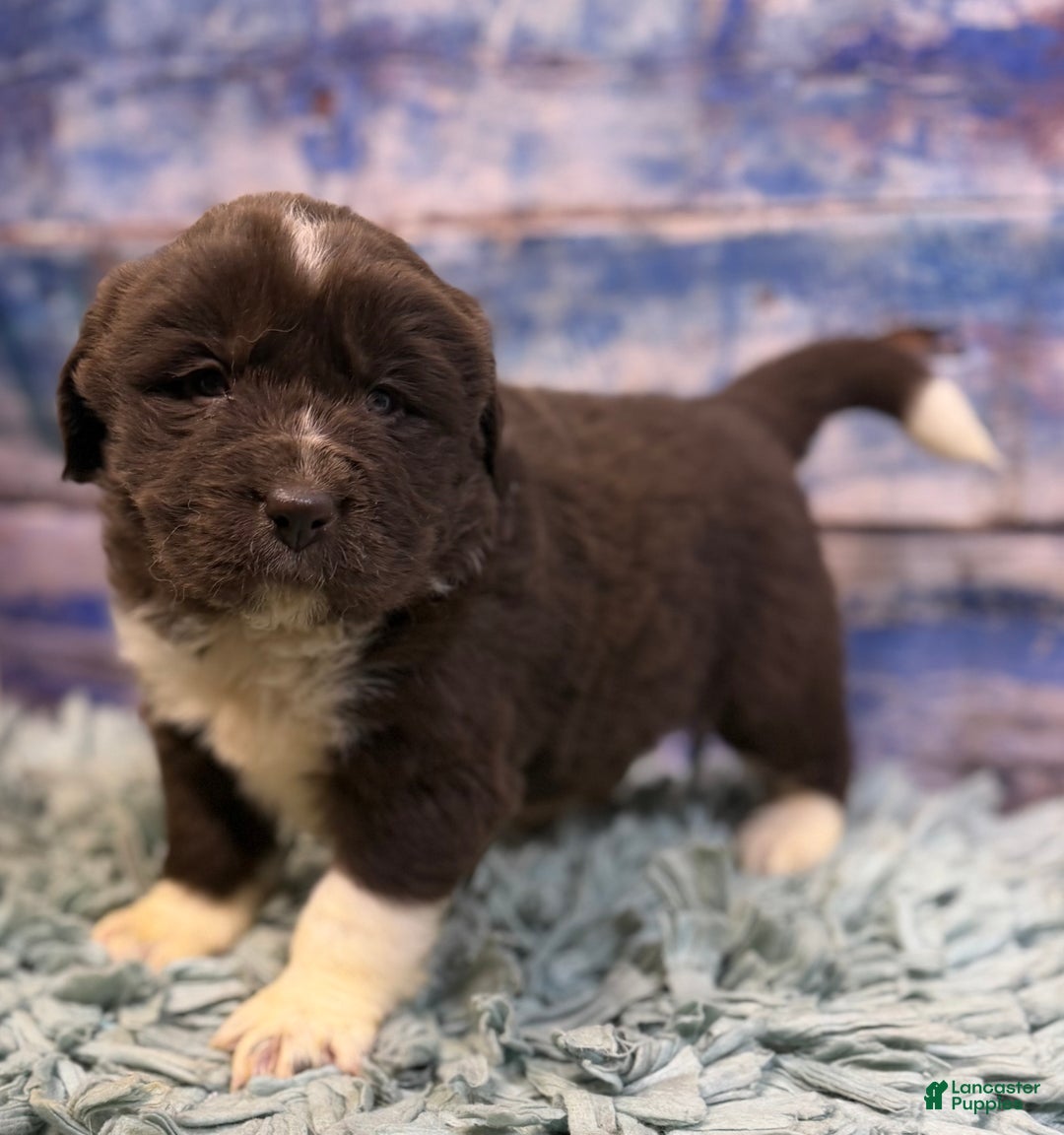 Mixed Breed dogs for sale: Stevie OFA DNA  - Ad 8