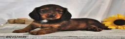Miniature Dachshund dogs for sale: Mocha - Ad 2