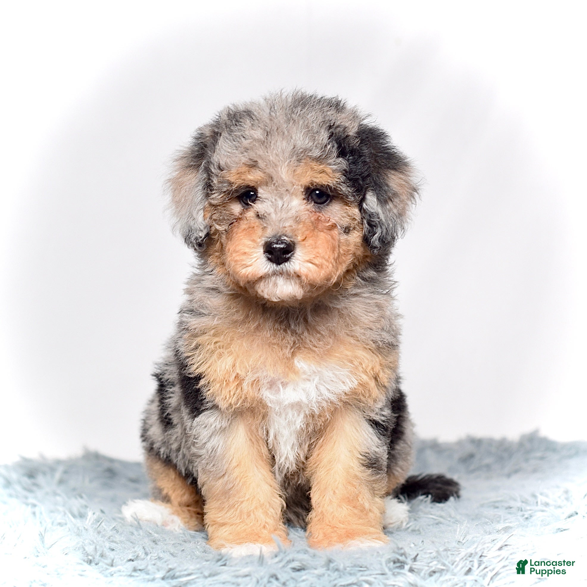 Mini Goldendoodle dogs Ms. Usha - Ad 5