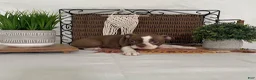 Boston Terrier dogs for sale: Dora - Ad 13