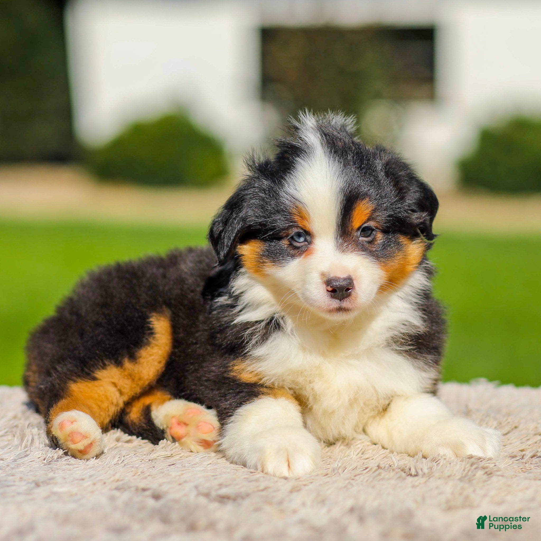 Miniature Australian Shepherd dogs Isaac - Ad 1