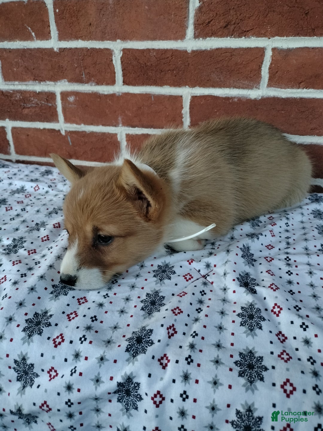 Welsh Corgi Pembroke dogs for sale:  Margo - Ad 5