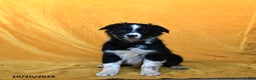 Australian Shepherd dogs for sale: Patches - Ad 1
