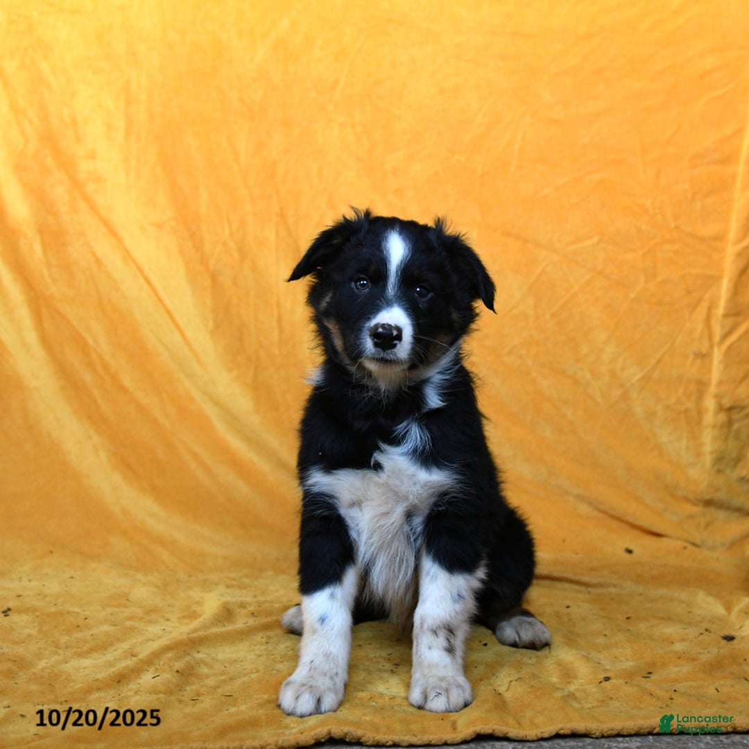 Australian Shepherd dogs for sale: Patches - Ad 1