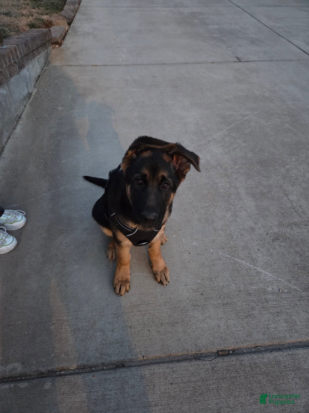 German Shepherd dogs for sale: German Shepherd Puppy 1 - Ad 1