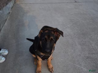 German Shepherd dogs German Shepherd Puppy 1 - Ad 3