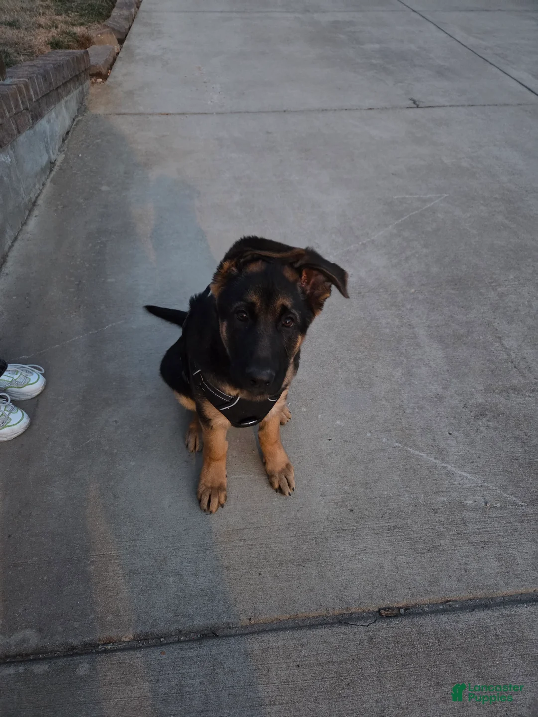 German Shepherd dogs for sale: German Shepherd Puppy 1 - Ad 1